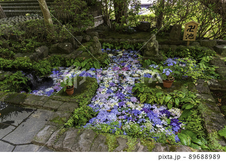 鎌倉・長谷寺 卍池とあじさい 鎌倉・長谷寺 卍池とあじさい 89688989