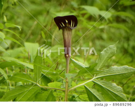 県民の森で初夏に咲くマムシグサ 県民の森で初夏に咲くマムシグサ 89689296