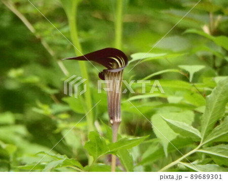 県民の森の緑の中で咲いていたマムシグサ 89689301