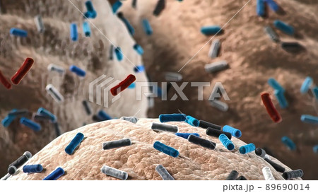 Normal flora of small intestine, lactic acid bacteria. Probiotic bacterium 89690014