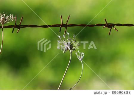 Barbed wire fence in a city park on the Mediterranean coast in Israel 89690388
