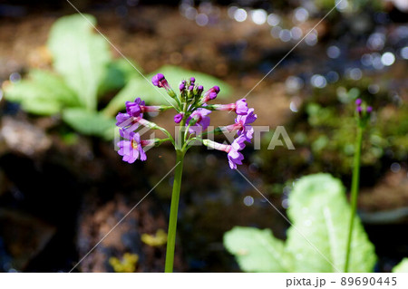 クリンソウ（九輪草）咲き始め　5月 89690445