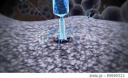 The phage infects a bacterium and inserts its DNA into the bacterial chromosome, 3D illustration The phage infects a bacterium and inserts its DNA into the bacterial chromosome, 3D illustration 89690521
