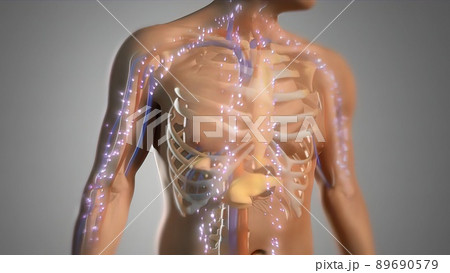 Animated Illustration on Male Human Model. Body Energy System 89690579