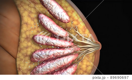 Female body, internal structure of the breast 89690697