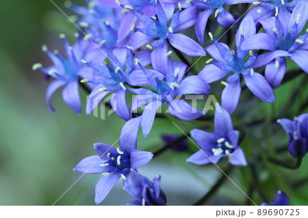 青いシラーベルビアナの花中央から離れた部分の大きめのアップ。右寄り 89690725