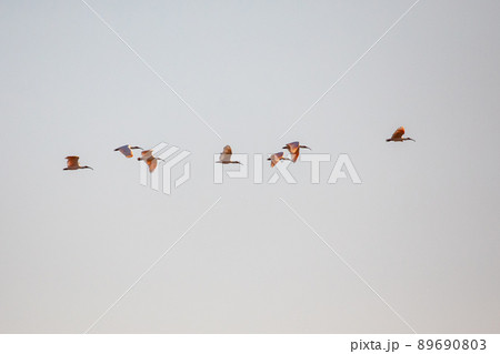 【新潟県・佐渡】トキが舞う金銀の島 【新潟県・佐渡】トキが舞う金銀の島 89690803