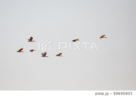 【新潟県・佐渡】トキが舞う金銀の島 【新潟県・佐渡】トキが舞う金銀の島 89690805