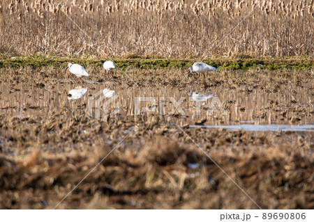 【新潟県・佐渡】トキが舞う金銀の島 89690806