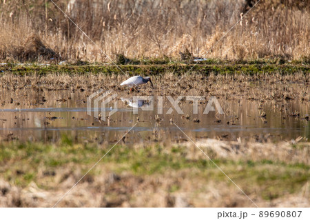 【新潟県・佐渡】トキが舞う金銀の島 89690807