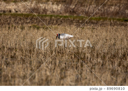【新潟県・佐渡】トキが舞う金銀の島 89690810