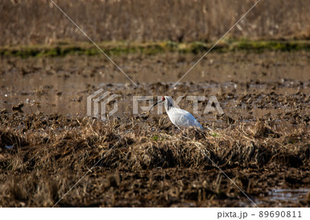 【新潟県・佐渡】トキが舞う金銀の島 【新潟県・佐渡】トキが舞う金銀の島 89690811