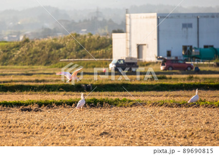 【新潟県・佐渡】トキが舞う金銀の島 【新潟県・佐渡】トキが舞う金銀の島 89690815