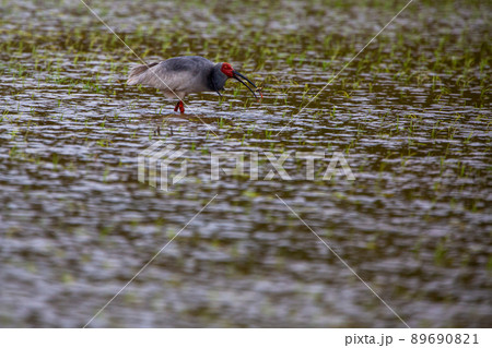 【新潟県・佐渡】トキが舞う金銀の島 89690821
