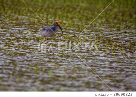 【新潟県・佐渡】トキが舞う金銀の島 89690822