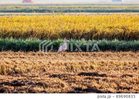 【新潟県・佐渡】トキが舞う金銀の島 【新潟県・佐渡】トキが舞う金銀の島 89690835