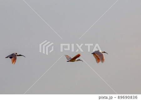 【新潟県・佐渡】トキが舞う金銀の島 89690836