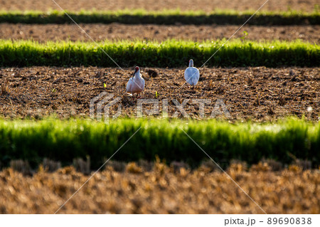 【新潟県・佐渡】トキが舞う金銀の島 89690838