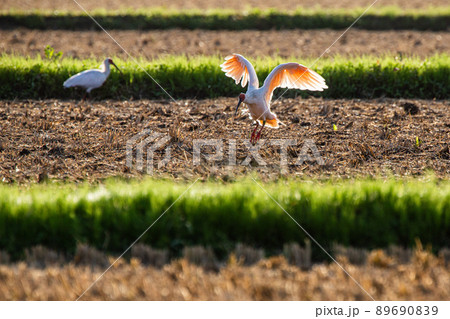 【新潟県・佐渡】トキが舞う金銀の島 89690839