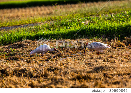【新潟県・佐渡】トキが舞う金銀の島 【新潟県・佐渡】トキが舞う金銀の島 89690842