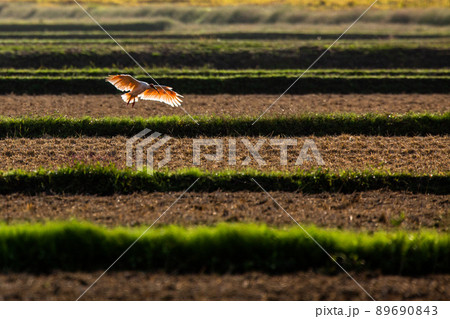 【新潟県・佐渡】トキが舞う金銀の島 89690843