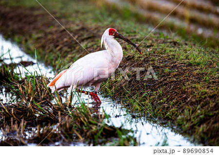 【新潟県・佐渡】トキが舞う金銀の島 【新潟県・佐渡】トキが舞う金銀の島 89690854