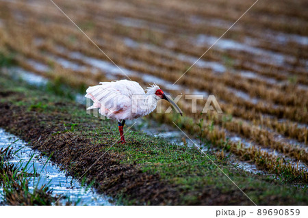 【新潟県・佐渡】トキが舞う金銀の島 89690859