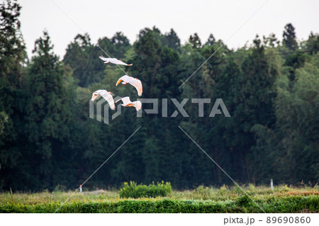 【新潟県・佐渡】トキが舞う金銀の島 89690860