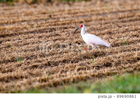 【新潟県・佐渡】トキが舞う金銀の島 【新潟県・佐渡】トキが舞う金銀の島 89690861