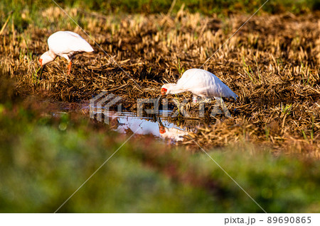 【新潟県・佐渡】トキが舞う金銀の島 89690865
