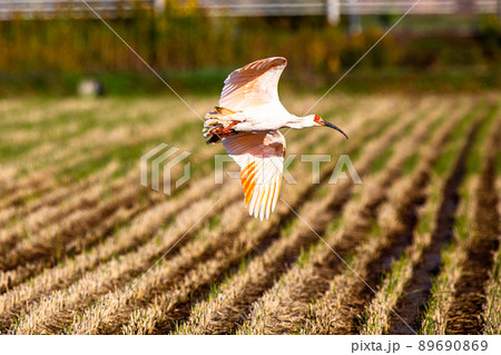 【新潟県・佐渡】トキが舞う金銀の島 89690869