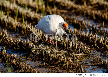 【新潟県・佐渡】トキが舞う金銀の島 89690875