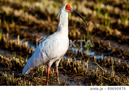 【新潟県・佐渡】トキが舞う金銀の島 89690876