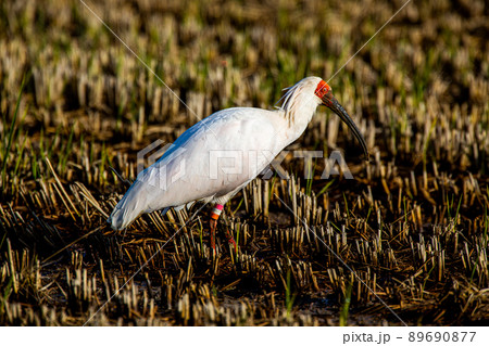 【新潟県・佐渡】トキが舞う金銀の島 89690877