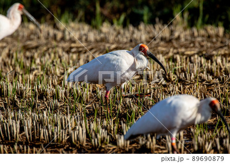 【新潟県・佐渡】トキが舞う金銀の島 89690879
