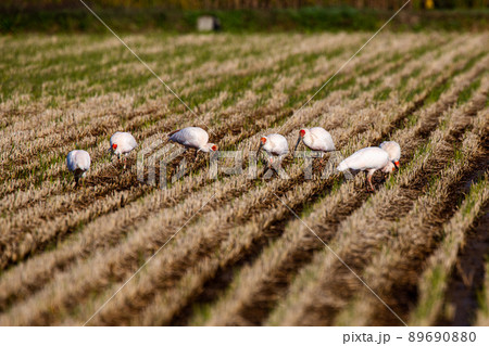 【新潟県・佐渡】トキが舞う金銀の島 89690880