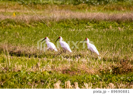 【新潟県・佐渡】トキが舞う金銀の島 【新潟県・佐渡】トキが舞う金銀の島 89690881