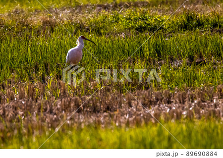 【新潟県・佐渡】トキが舞う金銀の島 89690884