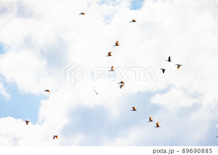 【新潟県・佐渡】トキが舞う金銀の島 89690885