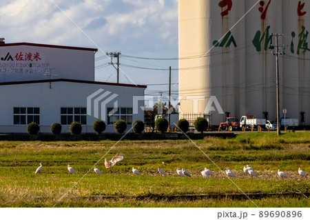 【新潟県・佐渡】トキが舞う金銀の島 89690896