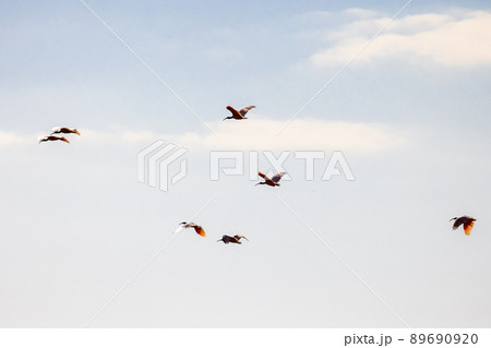 【新潟県・佐渡】トキが舞う金銀の島 89690920