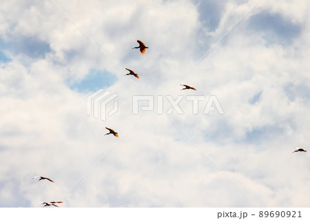 【新潟県・佐渡】トキが舞う金銀の島 89690921