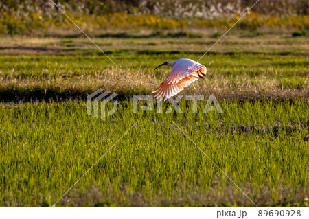 【新潟県・佐渡】トキが舞う金銀の島 89690928