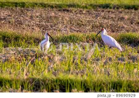 【新潟県・佐渡】トキが舞う金銀の島 89690929