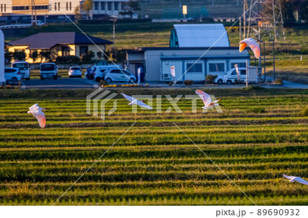 【新潟県・佐渡】トキが舞う金銀の島 89690932