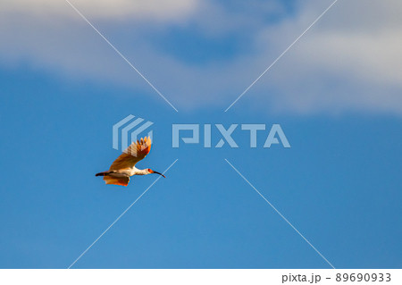 【新潟県・佐渡】トキが舞う金銀の島 89690933