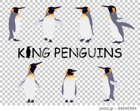 Realistic King Penguin Illustration Set Realistic King Penguin Illustration Set 89690984