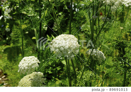 人参の花 89691013