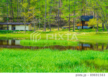中山高原 新緑と菜の花と桜【長野県】 中山高原 新緑と菜の花と桜【長野県】 89691563