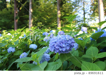 秋田の紫陽花寺　雲昌寺の紫陽花 89691611